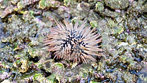 Sea urchin (Landak laut, bulu babi). About 950 species of sea urchin are distributed on the seabeds of every ocean