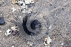 Sea urchin with large spines on the Pacific coast. Costa Rica