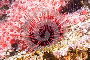 Sea urchin