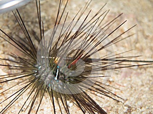 The sea urchin in Myanmar divesite