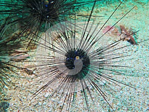 The sea urchin in Myanmar divesite