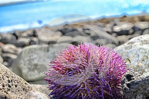 Sea urchin
