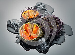 Sea Urchin over black background, close-up. Fresh spiny sea urchins with ice delicatessen food