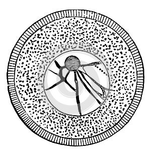 Sea Urchin Ovum, vintage illustration