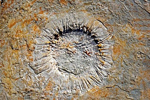 Sea urchin in Praia Jurassica