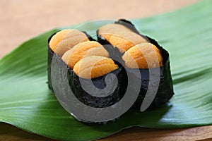 Sea urchin roe, japanese sushi, uni gunkanmaki photo