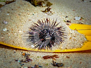 Sea urchin on a sand
