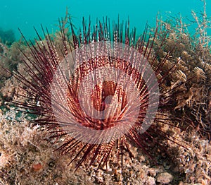 A sea urchin on the sea bottom.