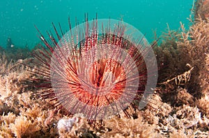 A sea urchin on the sea bottom.