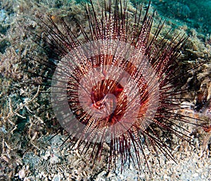 A sea urchin on the sea bottom.