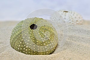 Sea urchin seashell on sandy beach