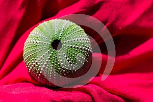 Sea urchin shell with beautiful green dot pattern texture on bright red textile background as ocean, nature, summer concept