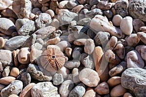 Sea urchin shell close-up on pebble stone beach