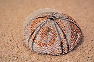 Sea urchin shell on the sand, Italy