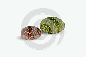 Sea urchin shell on white background.