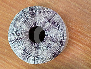 Sea urchin shell. photo