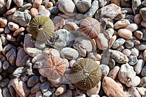Sea urchin shells close-up on pebble stone beach