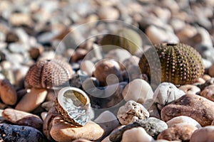 Sea urchin, shells close-up on pebble stone beach