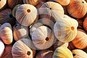 Sea Urchin Shells