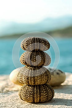 Sea Urchin Shells