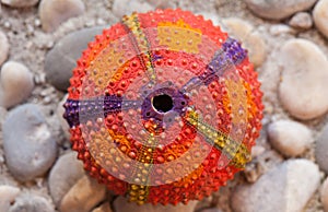 Sea urchin shells, top view