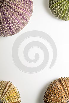 Sea urchin shels