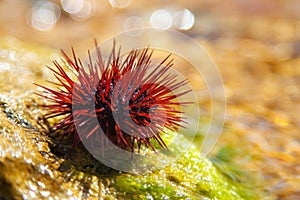 Sea urchin sits on a stone. Prickly mollusc sometimes creeps into the area of a beaches and  swimming people