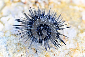 Sea urchin