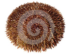 Sea urchin Strongylocentrotus intermedius isolated on white background