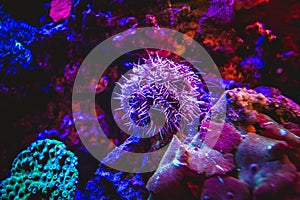 Sea Urchin Surrounded by Pacific Underwater Coral Reef Environment