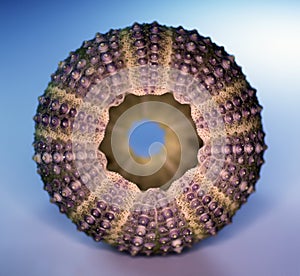 Sea-urchin symmetry