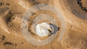 Sea urchin test on the flood line at the North Sea beach photo