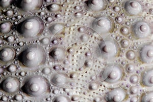 Sea urchin texture