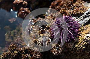 Sea Urchin in a tidal pool