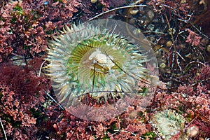 Sea urchin in a tide pool