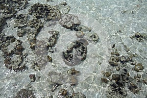 Sea urchin view