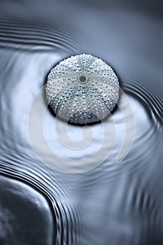 Sea Urchin Water Ocean Background