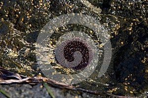 Sea urchin in the water sea.