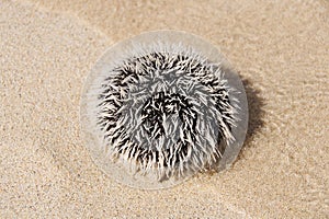 Sea urchin on white tropical beach - Guadeloupe
