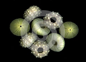 Sea Urchins