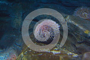 Sea urchins photo