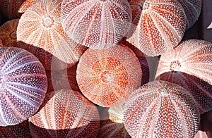 Sea urchins