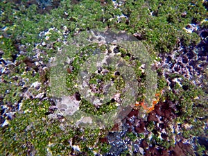 Sea urchins in algae covered rock