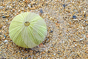 Sea urchins on the beach