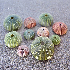 Sea urchins on the beach