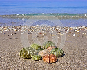 Sea urchins on the beach