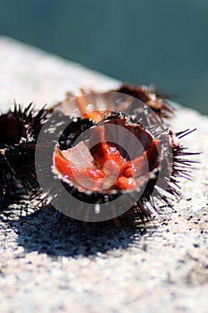 Sea urchins photo