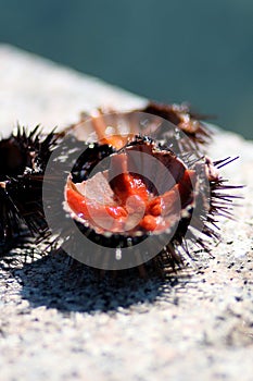 Sea urchins