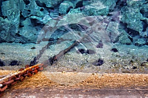 Sea urchins at the coast under water