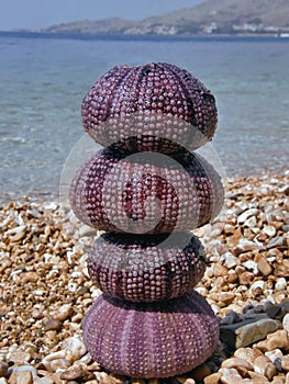 Sea urchins construction